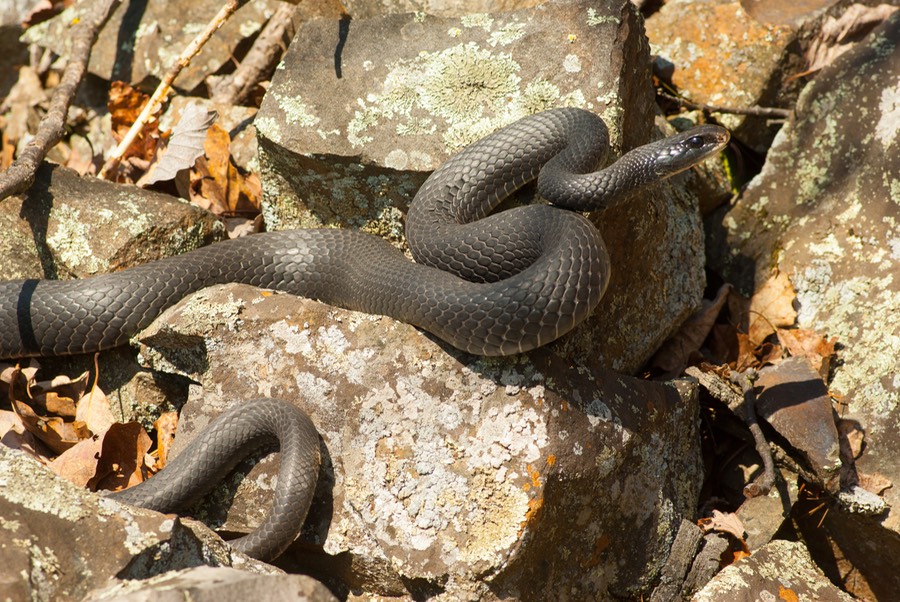 Racer Adult