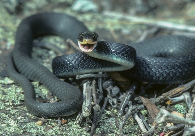 Racer with mouth-1