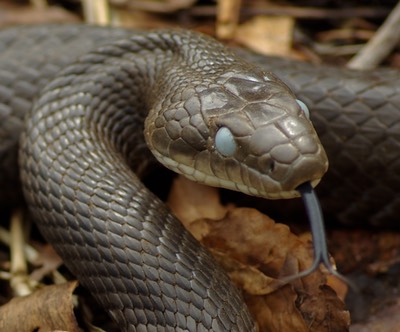 snake behaviors snakes in western massachusetts