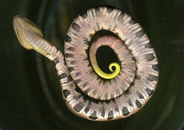 Copperhead neonate on scanner-1