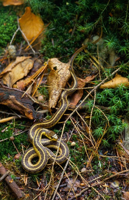 Garter in forest-1