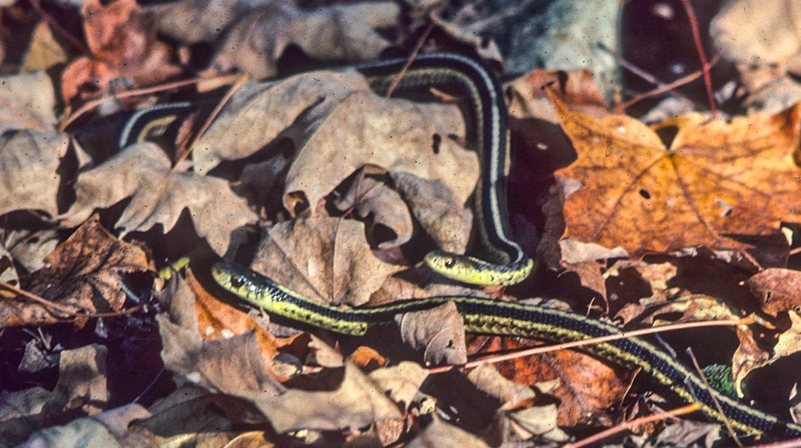 Gartersnakes 2-1