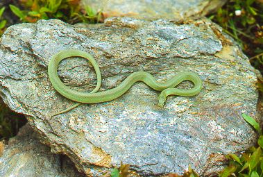 Green snake on rock (1 of 1)