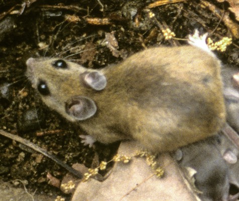 Jumping Mouse-1