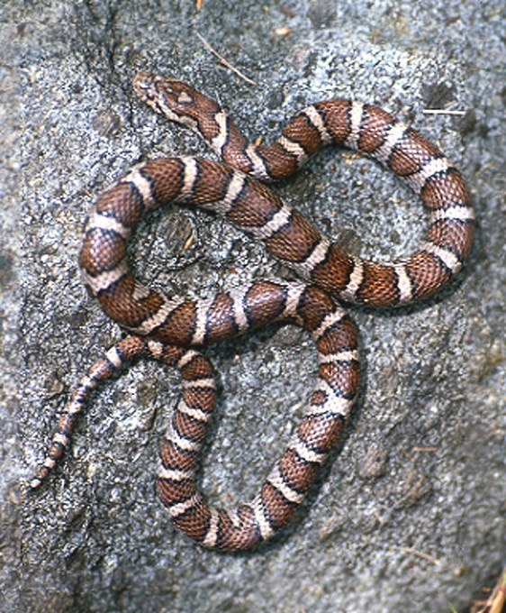 Snake