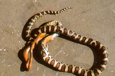 Picture of Image result for Kingsnake feeding guides