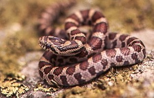 Snake