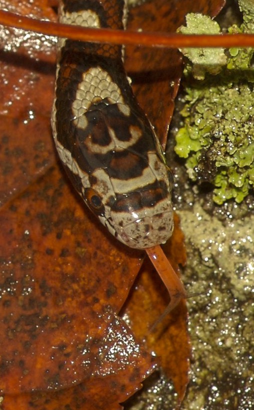 Milksnake neonate red tongue-1
