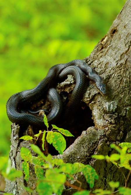 Ratsnake at treehole-1