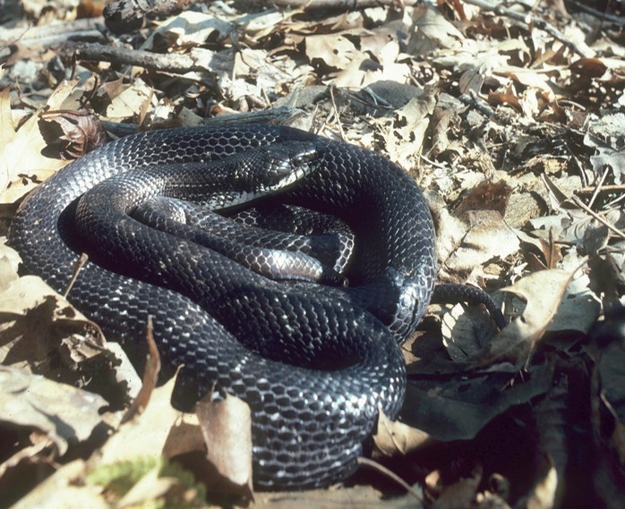 Ratsnake