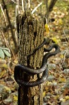 Ratsnake hunting-1
