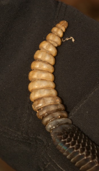 Rattle with taper-1