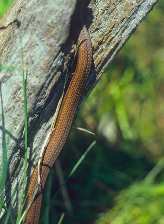 Redbelly in log-1