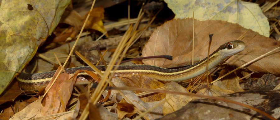 Ribbon in leaf litter-1