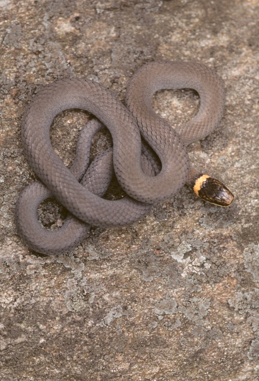 Ringneck on rock-1