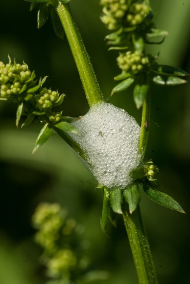 Spittlebug-1