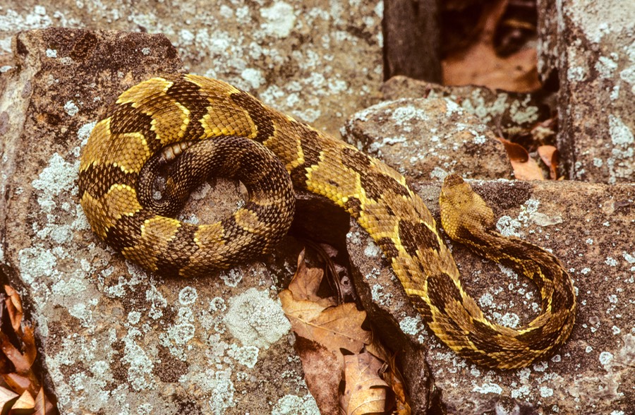 Timber basking-1