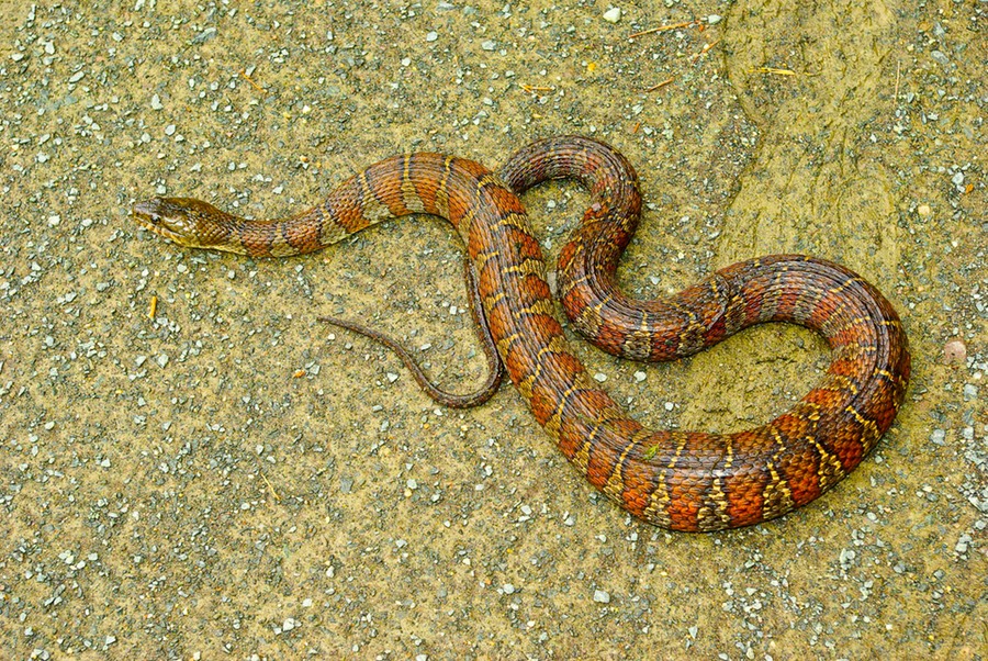 Watersnake at Reservoir (1 of 1)