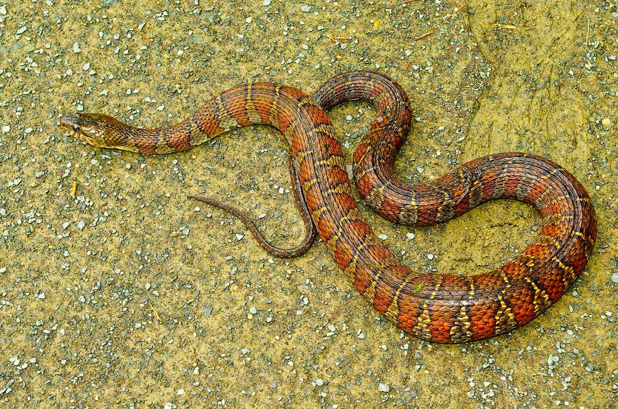 Watersnake at Reservoir (1 of 1)