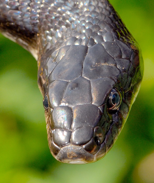 Watersnake head-1