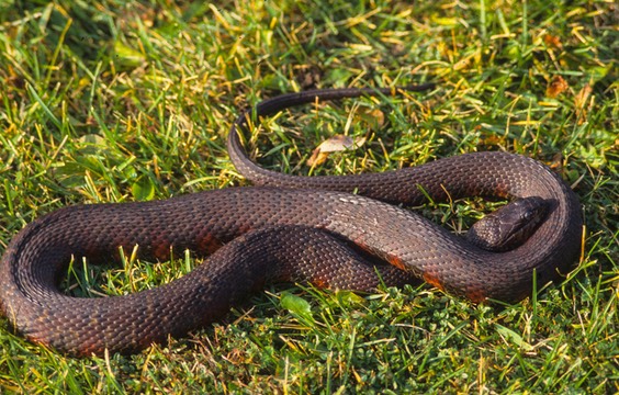 Watersnake on lawn (1 of 1)